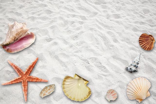 coquillages et étoiles de mer posés sur le sable blanc